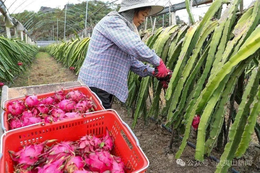  武夷山：火龍果進入采摘季